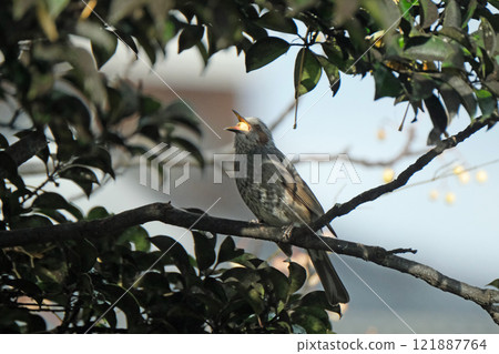 A brown-eared bulbul swallowing a nut whole A brown-eared bulbul swallowing a nut whole 121887764