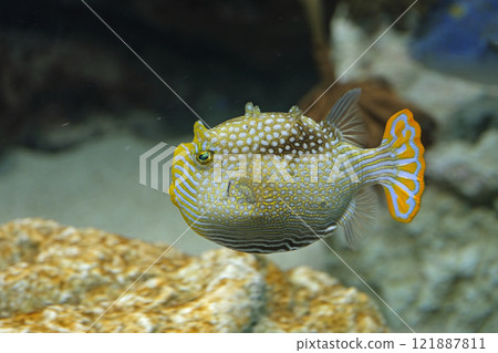 華麗的海牛 華麗的海牛 121887811