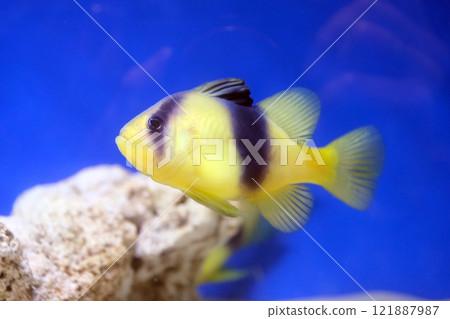 Kihassok 121887987