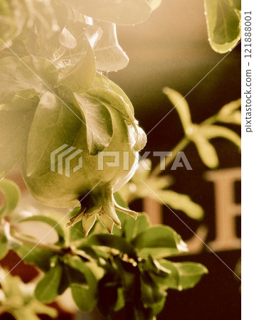 Blue pomegranate fruit Blue pomegranate fruit 121888001