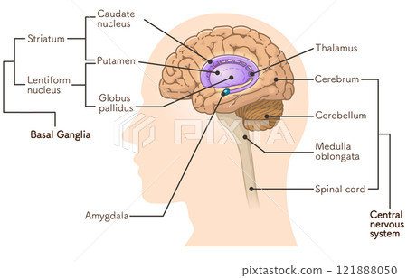 brain, basal ganglia, illustration brain, basal ganglia, illustration 121888050