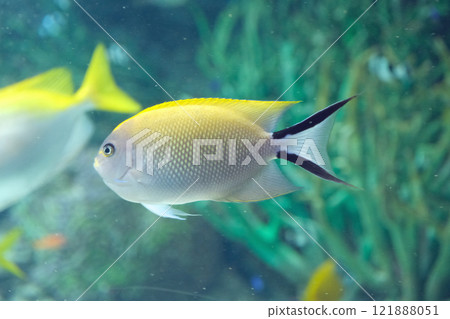 Female Yaitoyacko 121888051