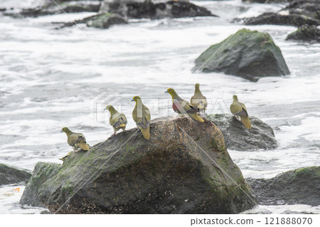 一群綠色的鴿子降落在岸邊 121888070