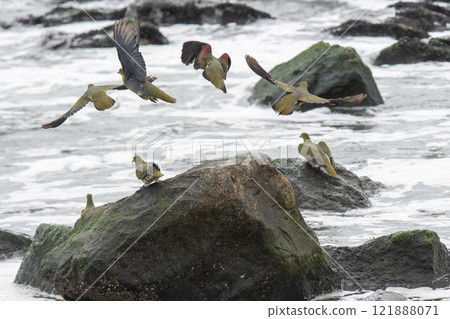 一群綠色的鴿子降落在岸邊 121888071