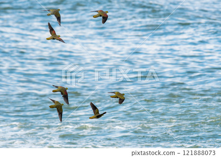 A flock of Japanese green pigeons flying against the backdrop of the sea A flock of Japanese green pigeons flying against the backdrop of the sea 121888073