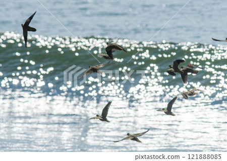 一群綠色的鴿子在大海的背景下飛翔 121888085