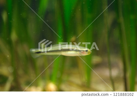 Satsuki goby 121888102