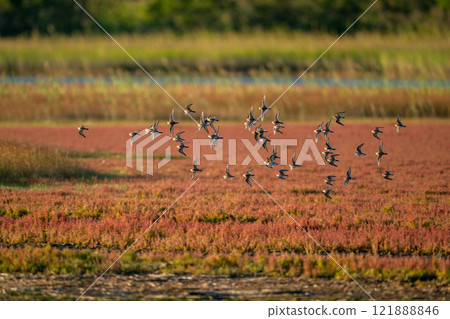 一群蝸牛在珊瑚草的背景下飛翔 一群蝸牛在珊瑚草的背景下飛翔 121888846