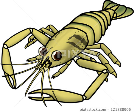 Freshwater shrimp illustration cute style 121888906