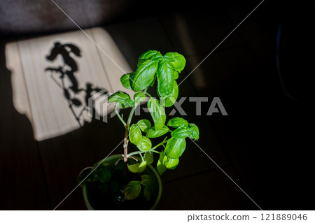 Basil in the sunlight 121889046