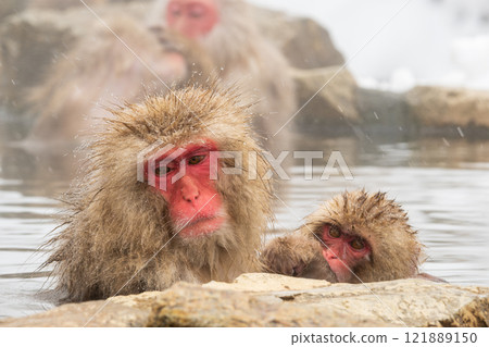 Snow Monkey (Jigokudani Monkey Park) Snow Monkey (Jigokudani Monkey Park) 121889150