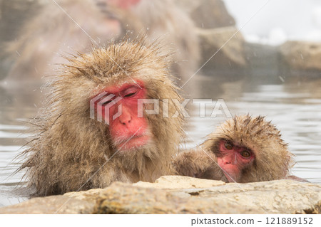 Snow Monkey (Jigokudani Monkey Park) 121889152