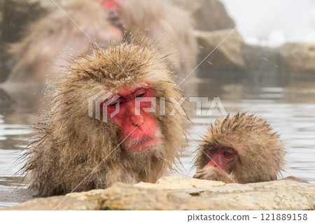 Snow Monkey (Jigokudani Monkey Park) 121889158