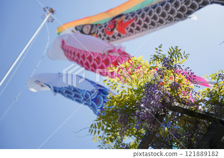 鯉魚旗和紫藤花在空中游動 鯉魚旗和紫藤花在空中游動 121889182