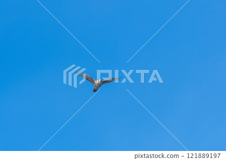 一隻年輕的遊隼在天空中飛翔 一隻年輕的遊隼在天空中飛翔 121889197