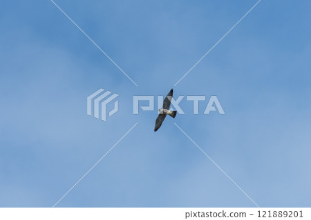 一隻年輕的遊隼在天空中飛翔 一隻年輕的遊隼在天空中飛翔 121889201