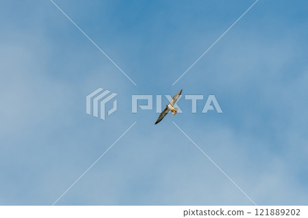 一隻年輕的遊隼在天空中飛翔 121889202