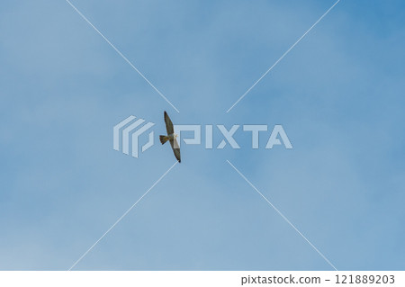 一隻年輕的遊隼在天空中飛翔 一隻年輕的遊隼在天空中飛翔 121889203