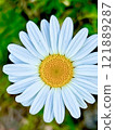 Flowers 121889287