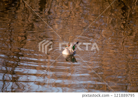 A small duck on the Yasuragi embankment of the Shinano River A small duck on the Yasuragi embankment of the Shinano River 121889795