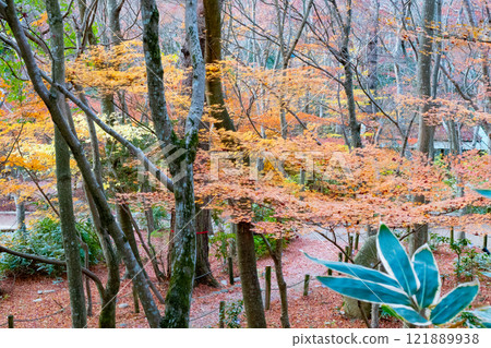 神戶市有馬溫泉瑞鳳寺公園的深秋紅葉 神戶市有馬溫泉瑞鳳寺公園的深秋紅葉 121889938