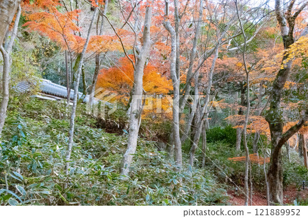 Late autumn foliage at Zuihoji Park in Arima Onsen, Kobe Late autumn foliage at Zuihoji Park in Arima Onsen, Kobe 121889952