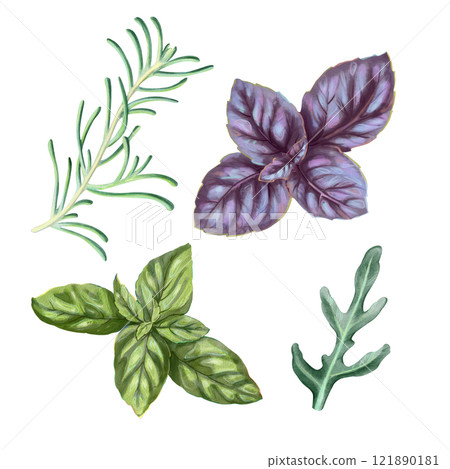 Delicate branches of basil, rosemary and arugula with fresh green leaves and natural aroma. Suitable for botanical illustrations, food packaging, herbal product labels and wellness marketing materials Delicate branches of basil, rosemary and arugula with fresh green leaves and natural aroma. Suitable for botanical illustrations, food packaging, herbal product labels and wellness marketing materials 121890181
