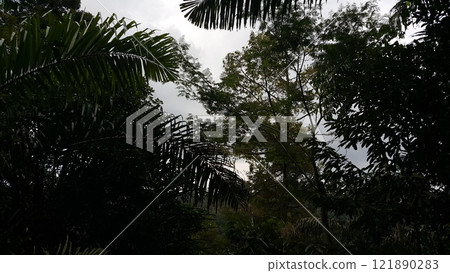 View of a shot tree in the forest 121890283