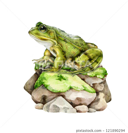 Cute realistic green frog on a mossy stone side view illustration in vintage style on white background. Ideal for nature designs, wildlife themes, wildlife design decor, kids projects Cute realistic green frog on a mossy stone side view illustration in vintage style on white background. Ideal for nature designs, wildlife themes, wildlife design decor, kids projects 121890294