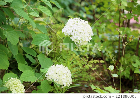 Refreshing Annabelle's Flower 121890303