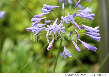 涼爽的百子蓮花 涼爽的百子蓮花 121890304