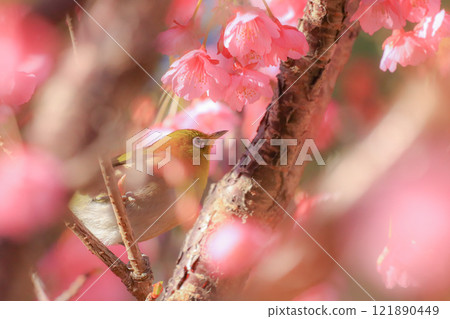 Sakura and mezzo 121890449