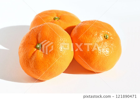 橘子（西浦橘子、青島） 121890471