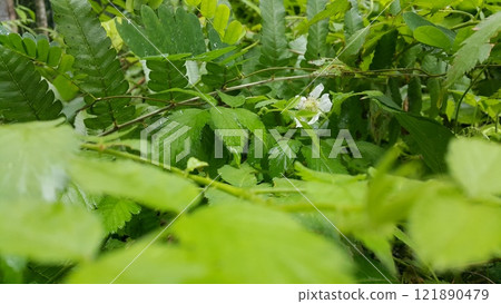 Very beautiful white color flower wallpaper Very beautiful white color flower wallpaper 121890479