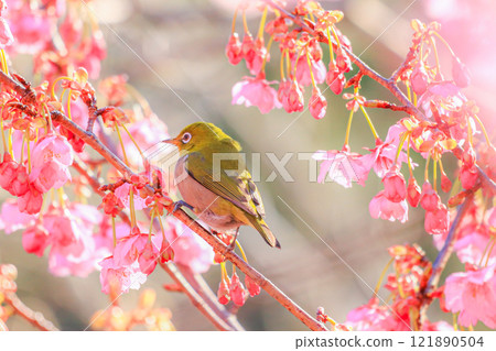 Sakura and mezzo 121890504