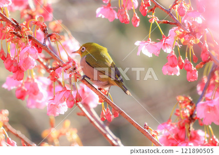 Sakura and mezzo 121890505