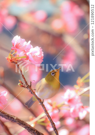 Sakura and mezzo 121890512