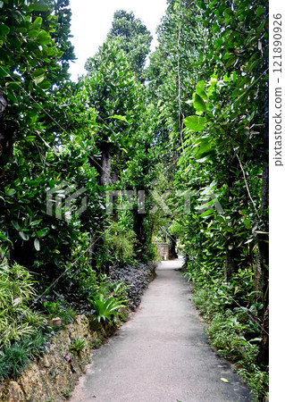 沖繩Bise Fukugi樹 121890926