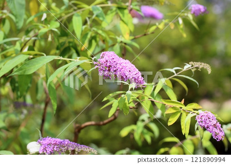 佛花 佛花 121890994