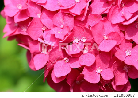 Beautiful hydrangea flowers 121890998