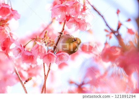 Sakura and mezzo Sakura and mezzo 121891294