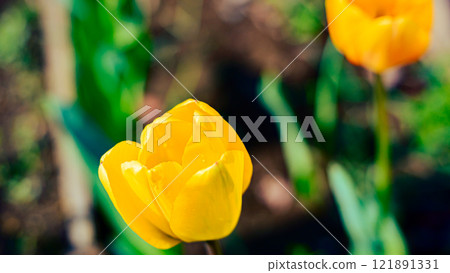 黃色鬱金香 黃色鬱金香 121891331