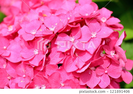 繡球花盛開,美麗 繡球花盛開,美麗 121891406