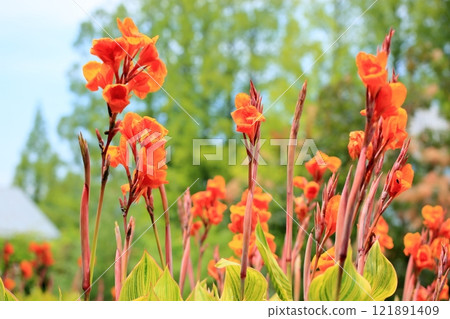 充滿活力的美人蕉花 充滿活力的美人蕉花 121891409