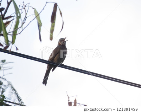 A brown bird, Ryukyu bulbul, perched on an electric wire A brown bird, Ryukyu bulbul, perched on an electric wire 121891459