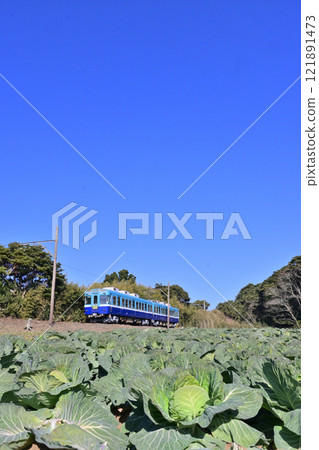銫子電鐵3000列車穿過白菜地 銫子電鐵3000列車穿過白菜地 121891473