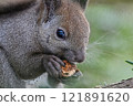 Squirre 121891620