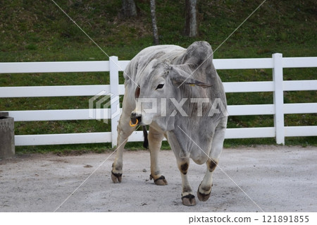 Rare white cow 121891855