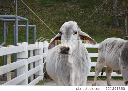 Rare white cow Rare white cow 121891860