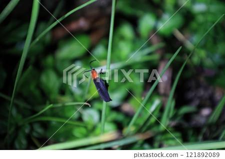 Adult Yaeyama firefly, an insect that sits on the leaves of a plant Adult Yaeyama firefly, an insect that sits on the leaves of a plant 121892089